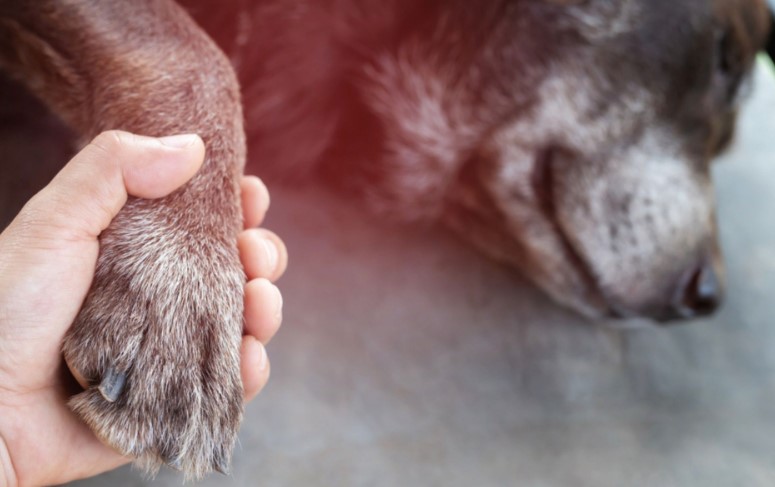 Say Goodbye To A Dog Before Euthanasia