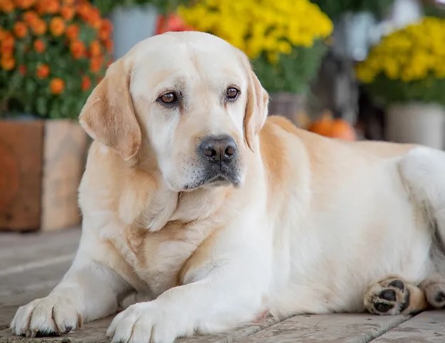 The Unique Temperament of English Labradors What to Expect